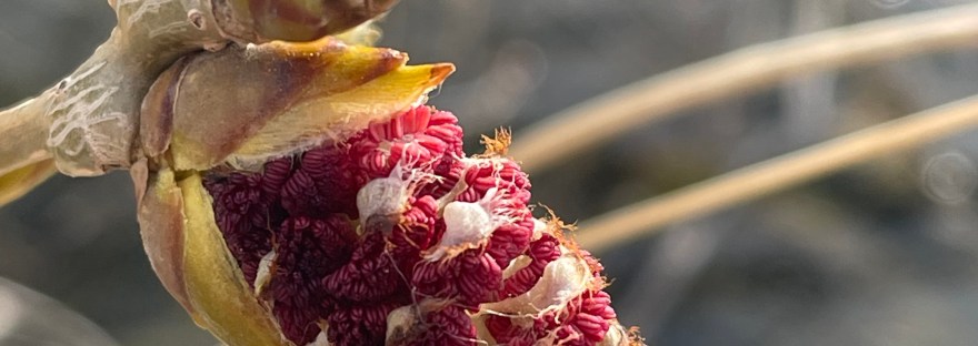 cottonwood male catkin