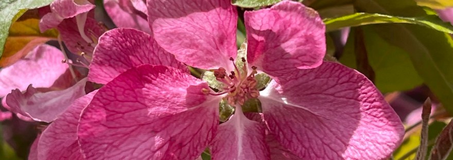close up of crab apple blossom in April 2026 by Sheri Edwards
