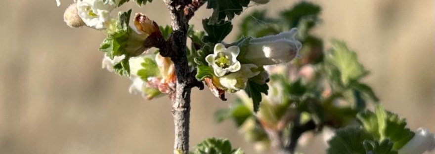 current bush near Steamboat Rock in April ; photography by Sheri42