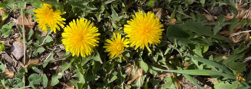 in my yard, the incredible dandelion; photo by Sheri42