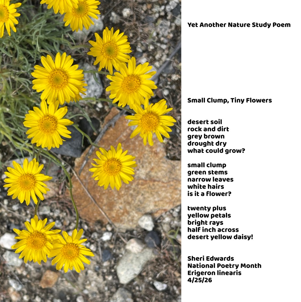 tiny daisy: desert yellow daisy photo and poetry by Sheri Edwards