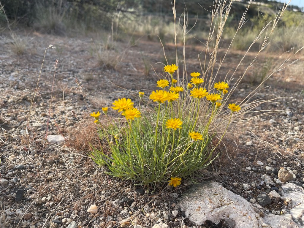 desert yellow daisy side view by Sheri Edwards