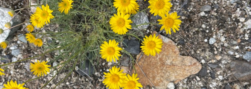 desert yellow daisy