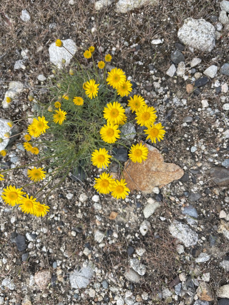 desert yellow daisy top view by Sheri Edwards