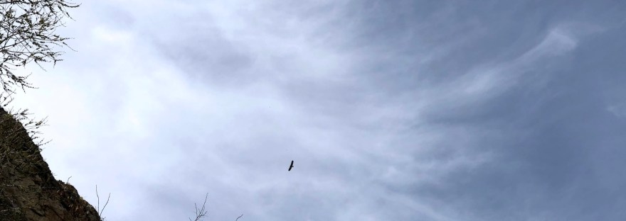 bald eagles soaring in the clouds