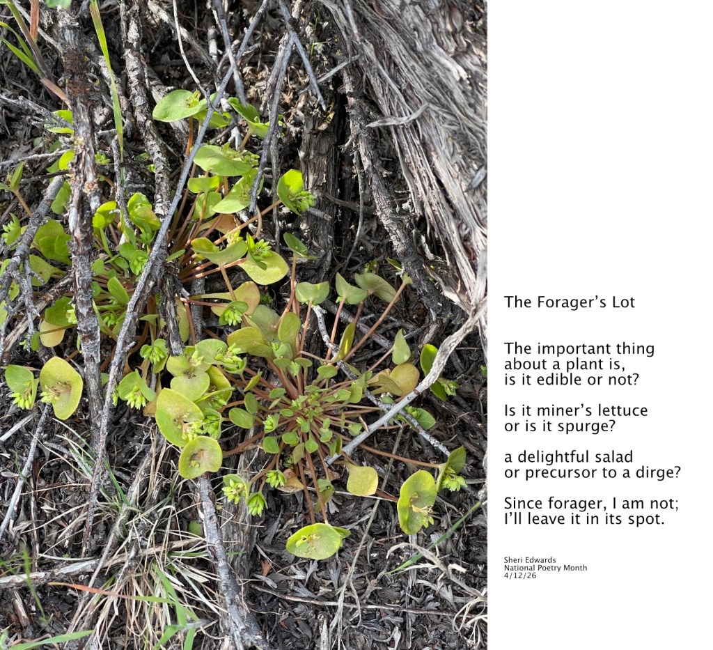a plant that could be edible miners lettuce or poisonous spurge and a poem from the post; photo and poetry by Sheri Edwards