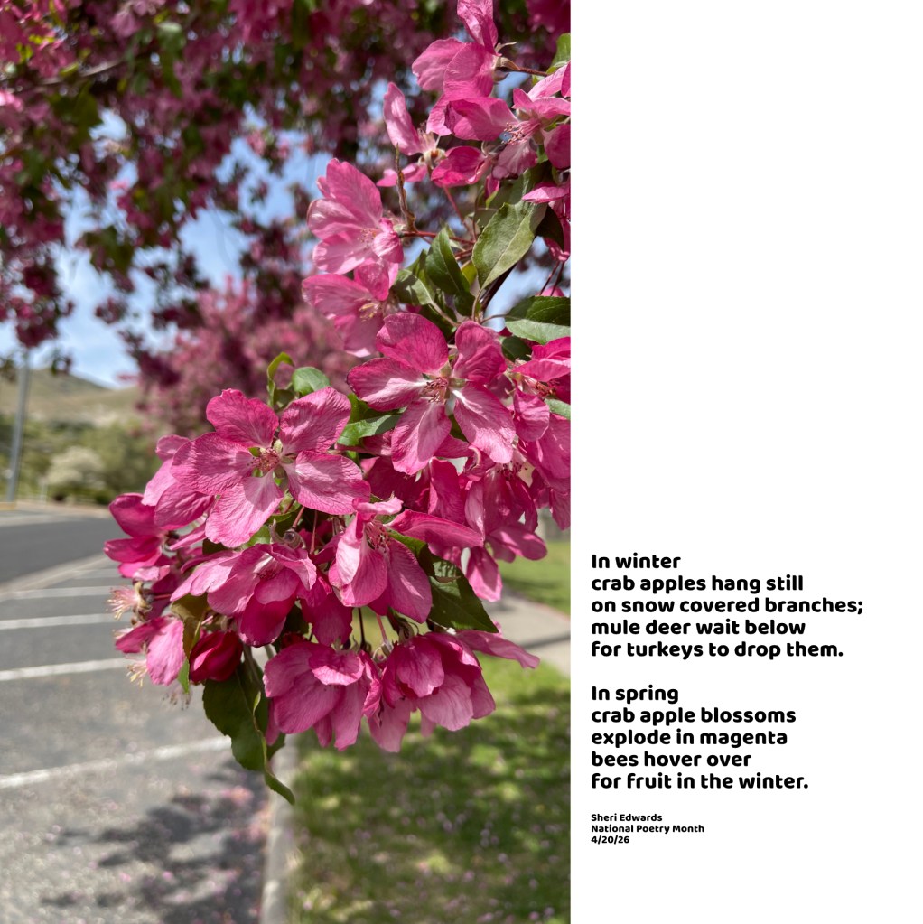 crab apple blossoms in April on the boulevard with poem from the post; photo/poetry by Sheri Edwards