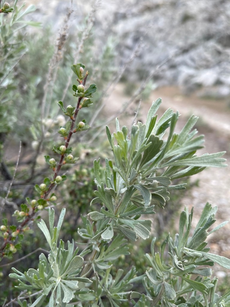 Big Sagebrush growing with antelope bitterbrush. Both species have three-teethed edges at the tip of their leaves.