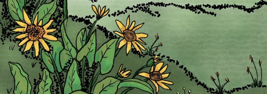 ink color: ink drawing: a moment, a slice of life: hiking in spring when the arrowleaf balsamroot bloom on the hills by Sheri42