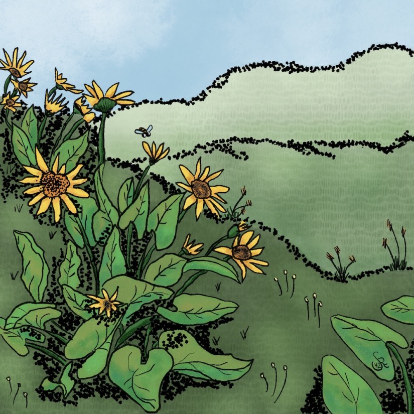 ink color: ink drawing: a moment, a slice of life: hiking in spring when the arrowleaf balsamroot bloom on the hills by Sheri42