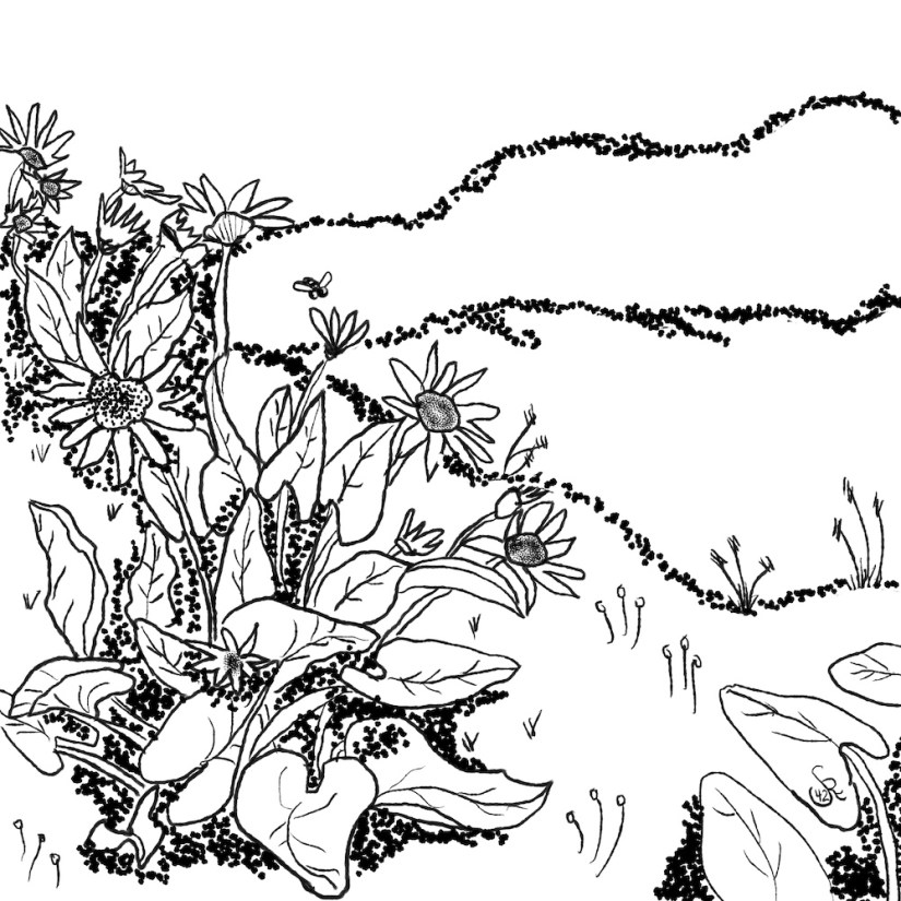 ink drawing: a moment, a slice of life: hiking in spring when the arrowleaf balsamroot bloom on the hills by Sheri42