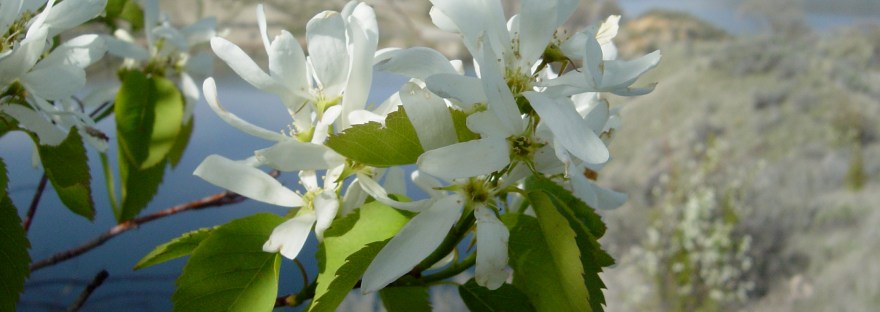 Saskatoon serviceberry behind Grand Coulee Dam by Sheri Edwards