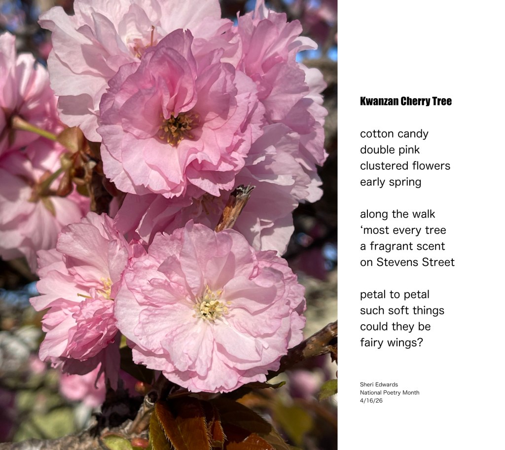 Kwanzan Cherry Tree blossoms and poem from post; poetry and photo by Sheri Edwards