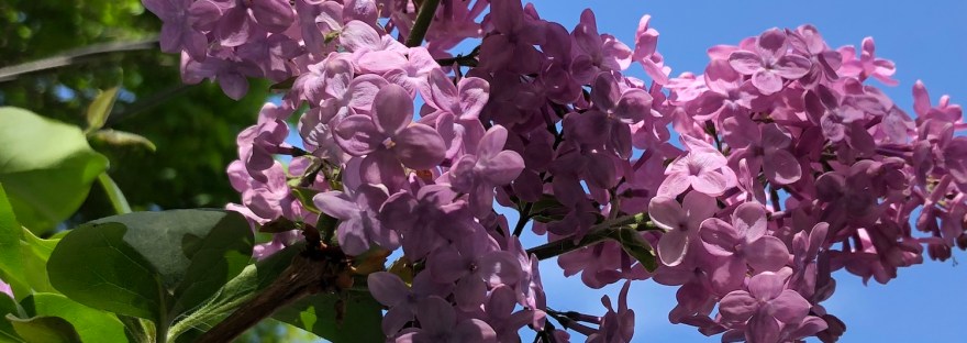 lilac blossoms in my backyard