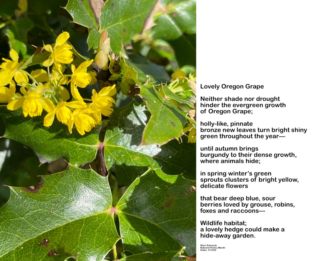 yellow flowers of the Oregon Grape and poem from the post; butterflies and bees love its nectar