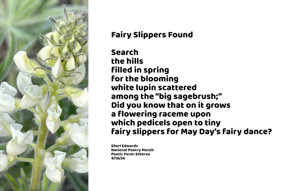 lupin, wildflower closet for fairy slippers with poem from the post; photo and poetry by Sheri Edwards
