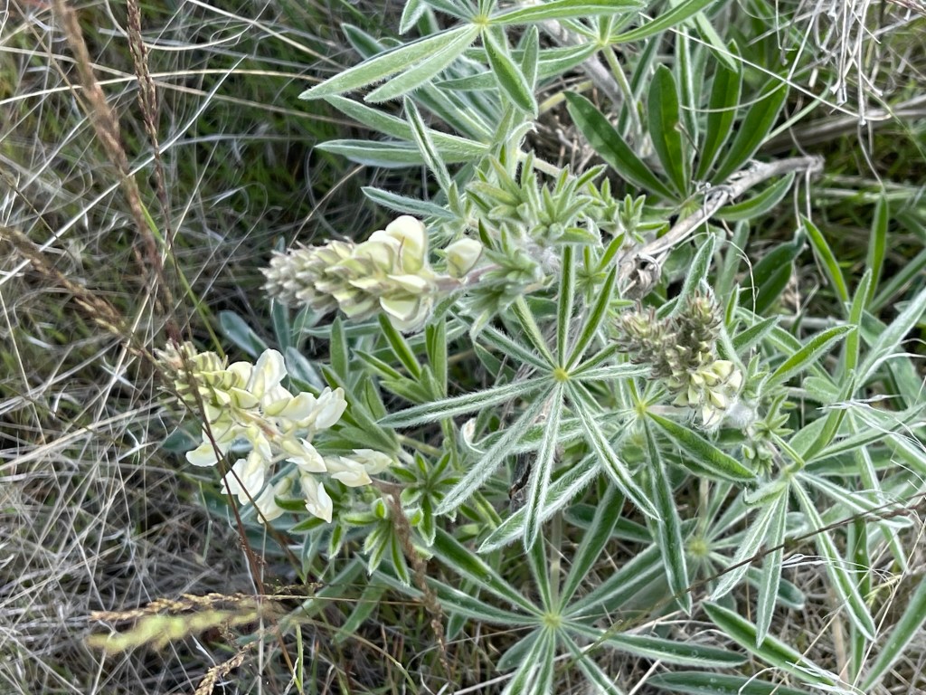 lupin, closet for fairy slippers