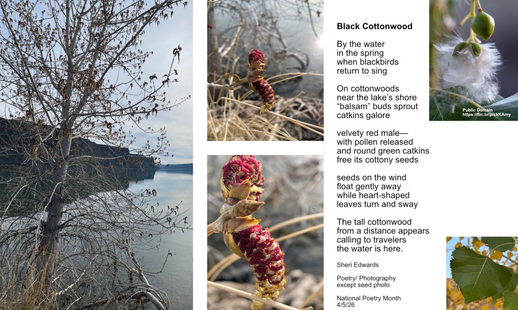 the black cottonwood poem and photography by Sheri42 except the seeds, see photo