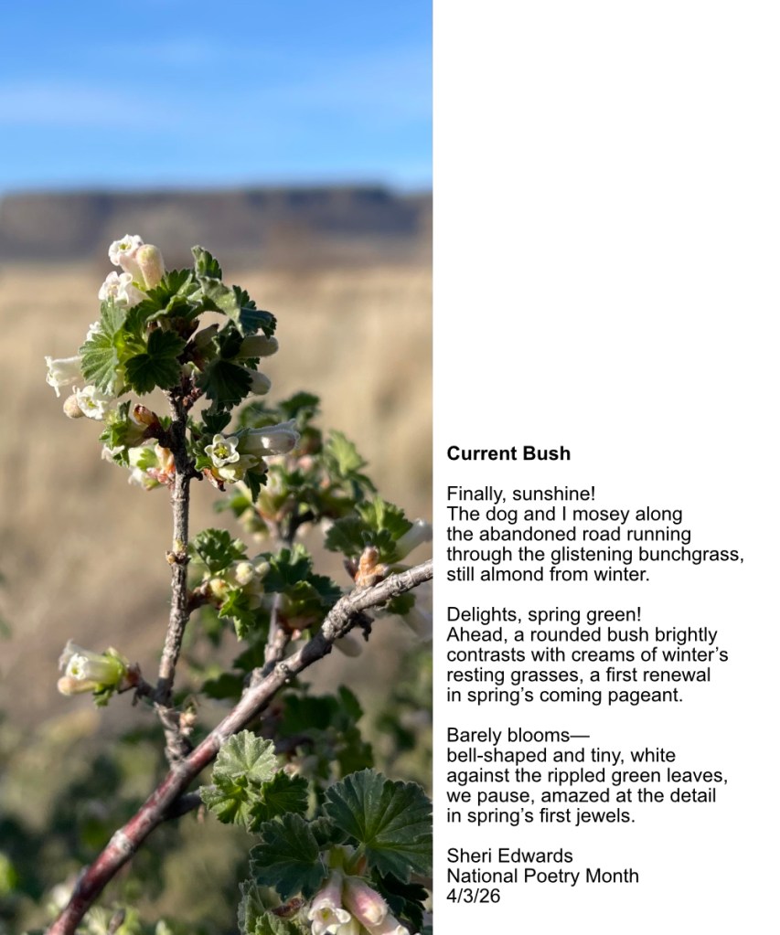 current bush near Steamboat Rock in April with poem from post; Photography and poetry by Sheri42