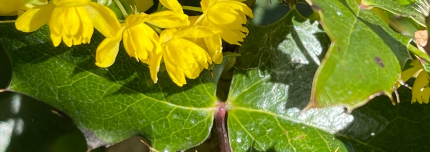 yellow spring flowers of the Oregon Grape-- a favorite of bees and butterflies