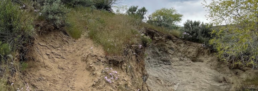 a rough path up the hill sparsely bounded by pink wildflowers; Crescent Bay; photo by Sheri Edwards
