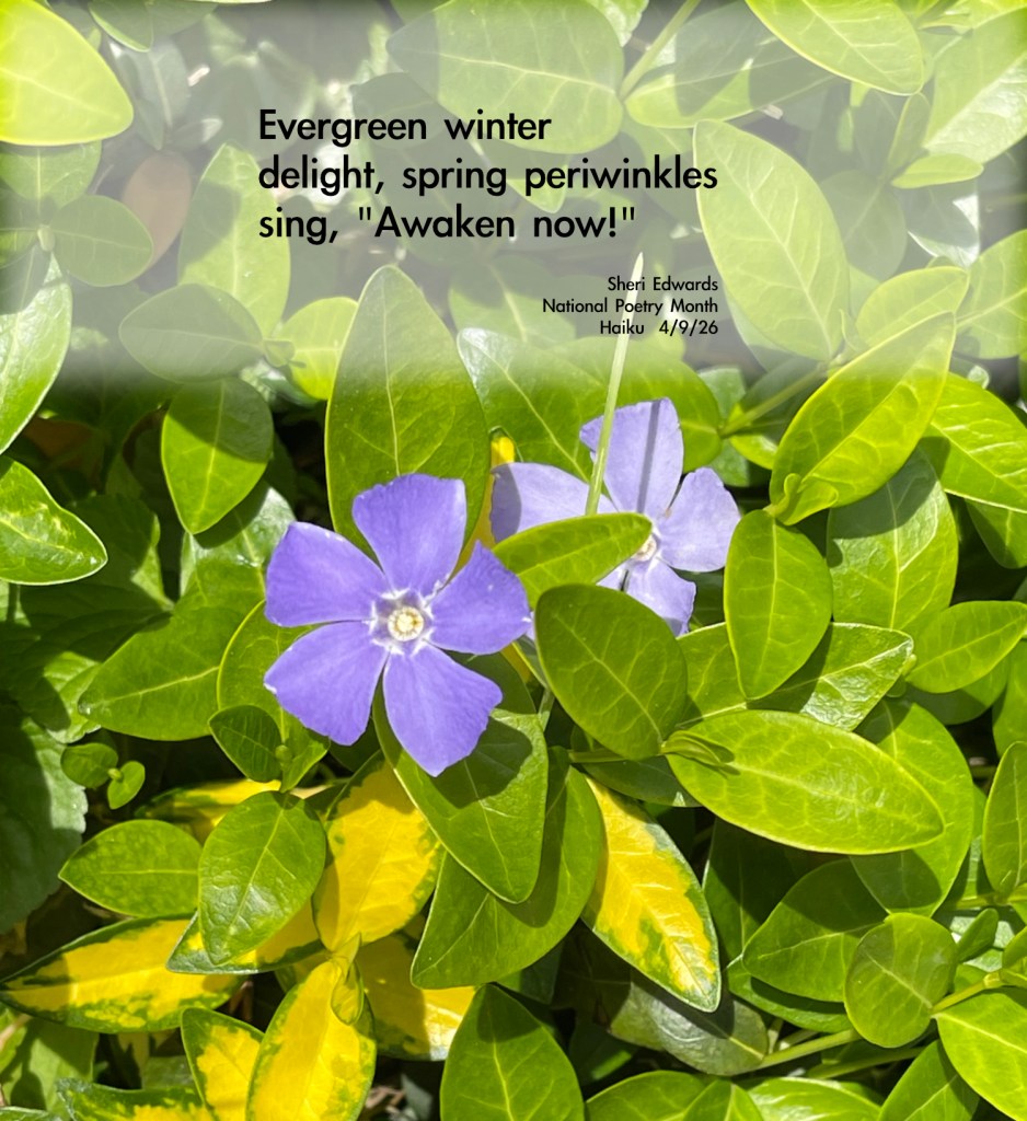 periwinkle ground cover with poem from blog; photography/poetry by Sheri Edwards