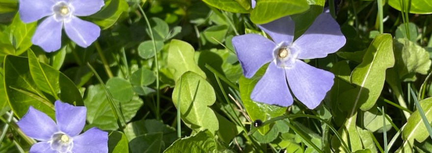 periwinkle ground cover photo by Sheri Edwards
