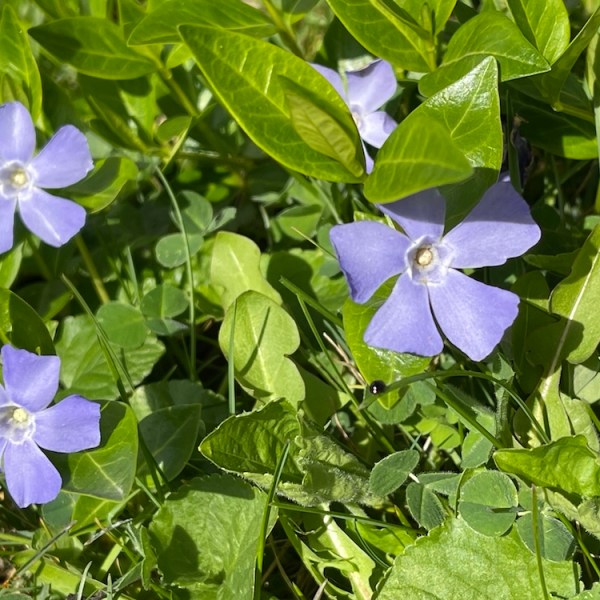 NaPoWriMo Periwinkles Sing