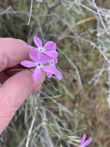 Phlox longifolia
long-leaf phlox