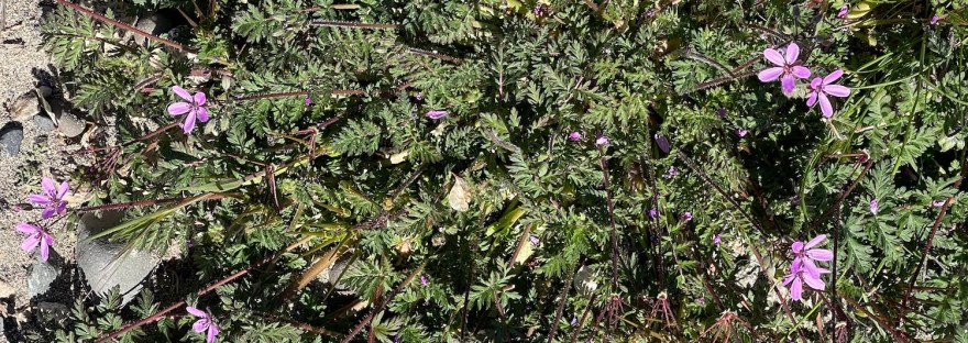 Erodium cicutarium, pinweed, on the beach at Crescent Bay,