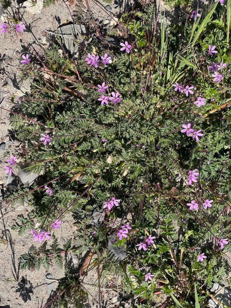 Erodium cicutarium, pinweed, on the beach at Crescent Bay,