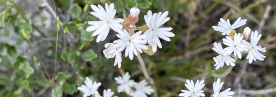 prairie star wildflower at Crescent Bay in April by Sheri Edwards