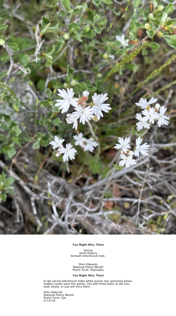 prairie star wildflower at Crescent Bay in April 2026; photo and poetry by Sheri Edwards