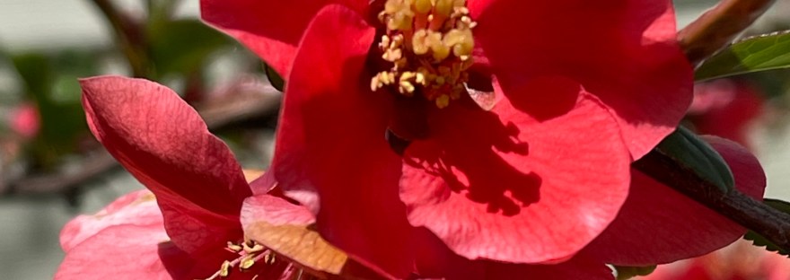 the scarlet of spring: Quince by sheri42