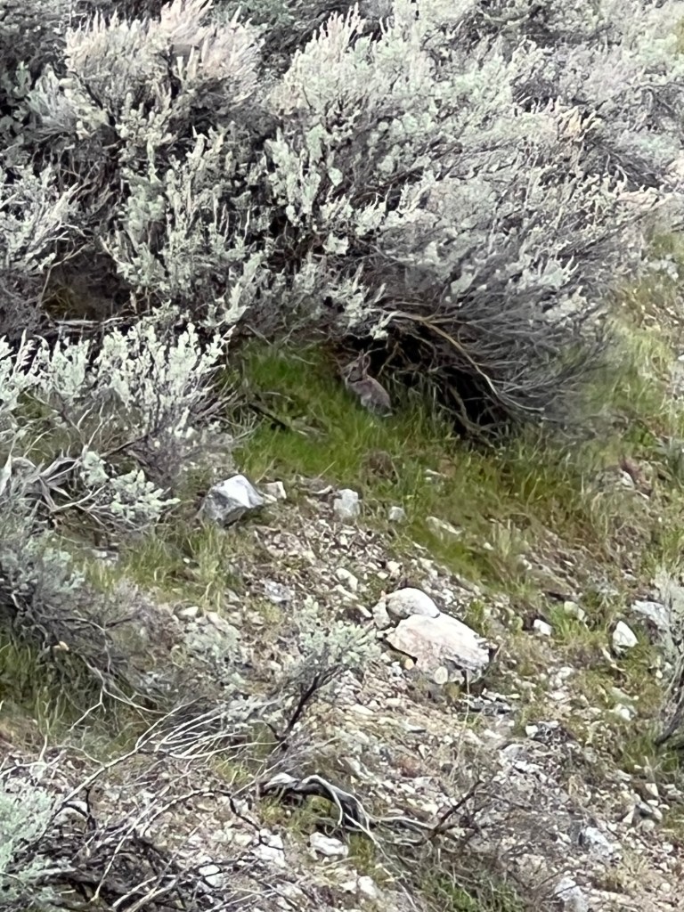 rabbit hides under the big sagebrush