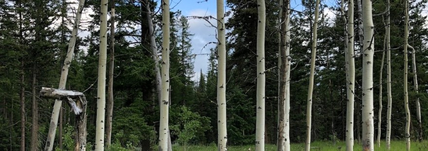 Meadow in Okanogan-Wenatchee National Forest; photo by Sheri Edwards