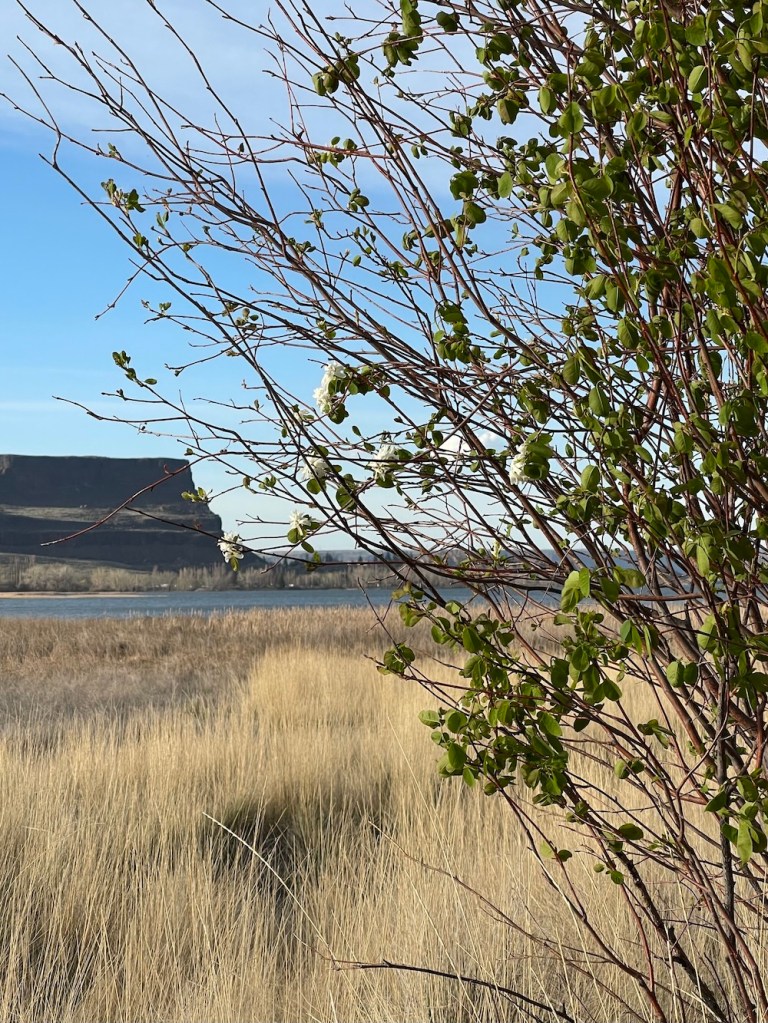saskatoon serviceberry near Steamboat Lake State Park / Sheri42