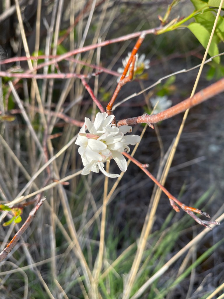 5 petal flower clusters of Saskatoon serviceberry / Sheri42