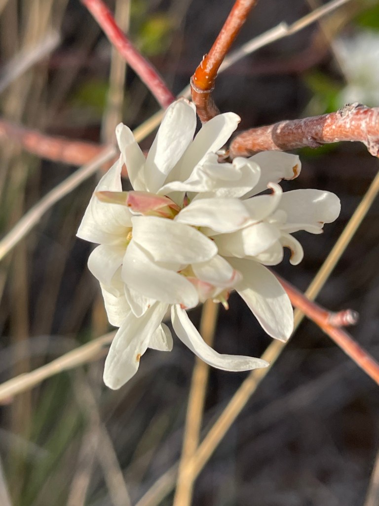 close up of 5 petal flower clusters of Saskatoon serviceberry / Sheri42