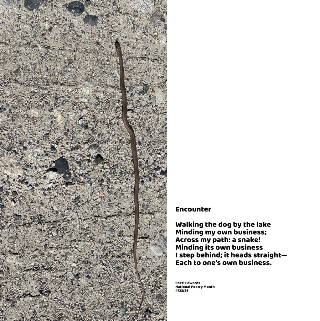 Western Racer / brown racer on my walking path at Crescent Bay