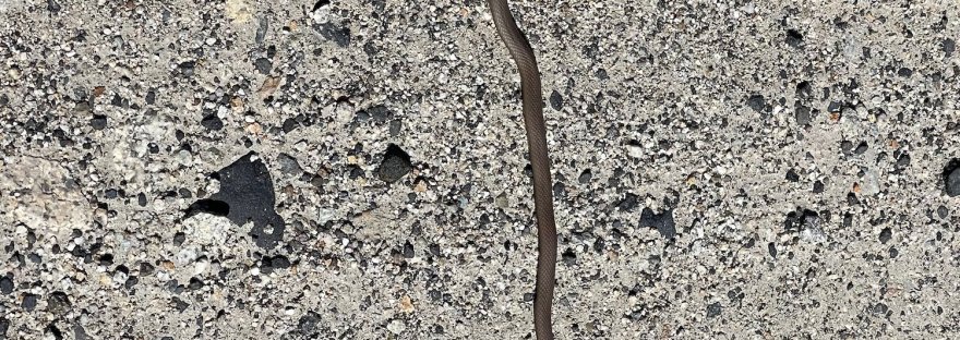 Western Racer / Brown Racer at Crescent Bay
