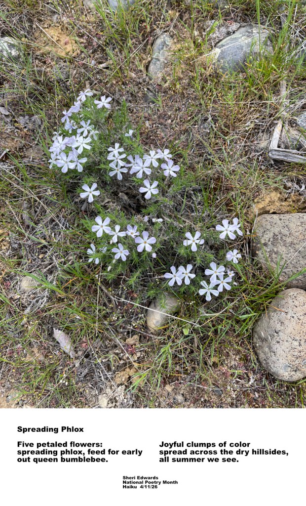 spreading phlox with poem from post; photo and poetry by Sheri42