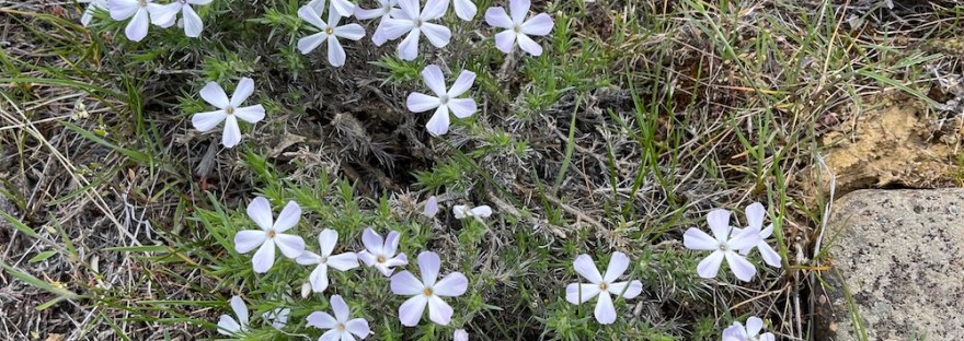 5 petaled flowers on spreading phlox; phlox diffusa ; photo by Sheri Edwards