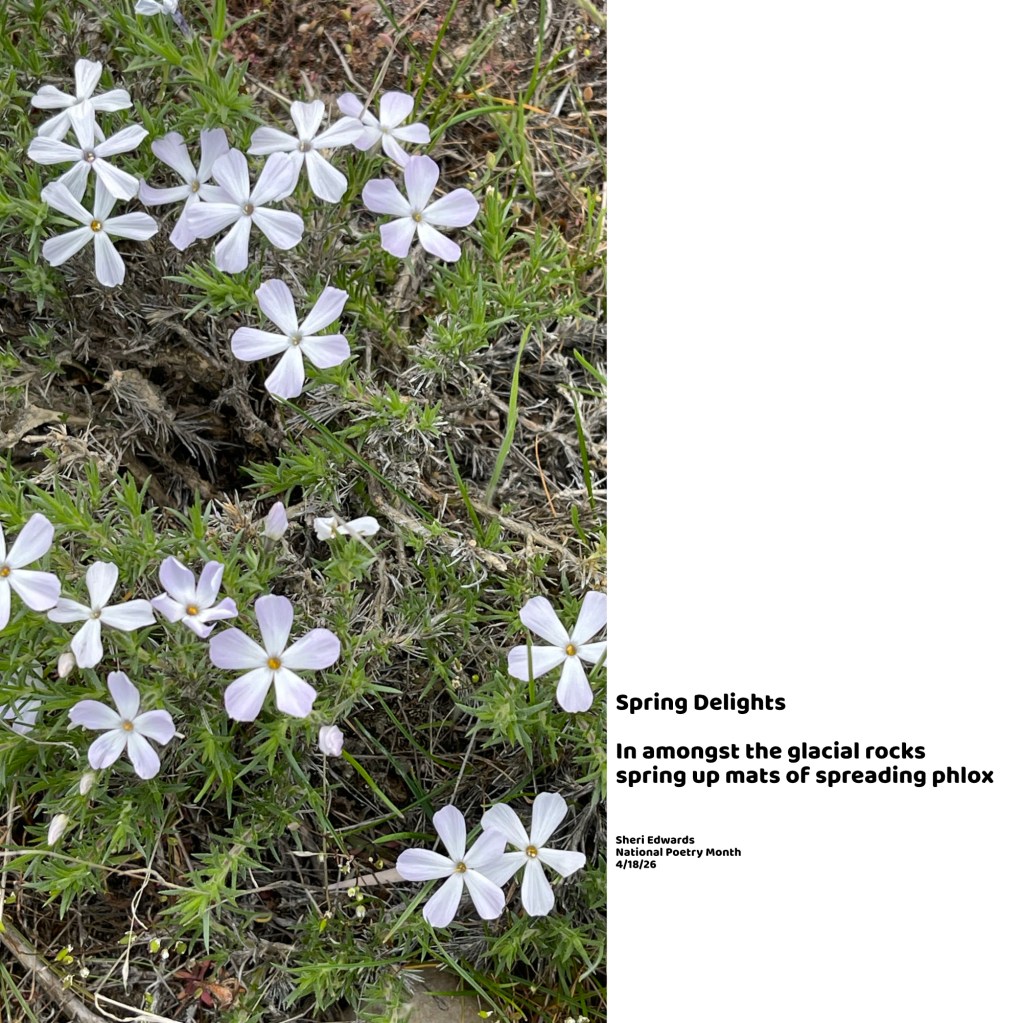 spreading phlox diffusa 