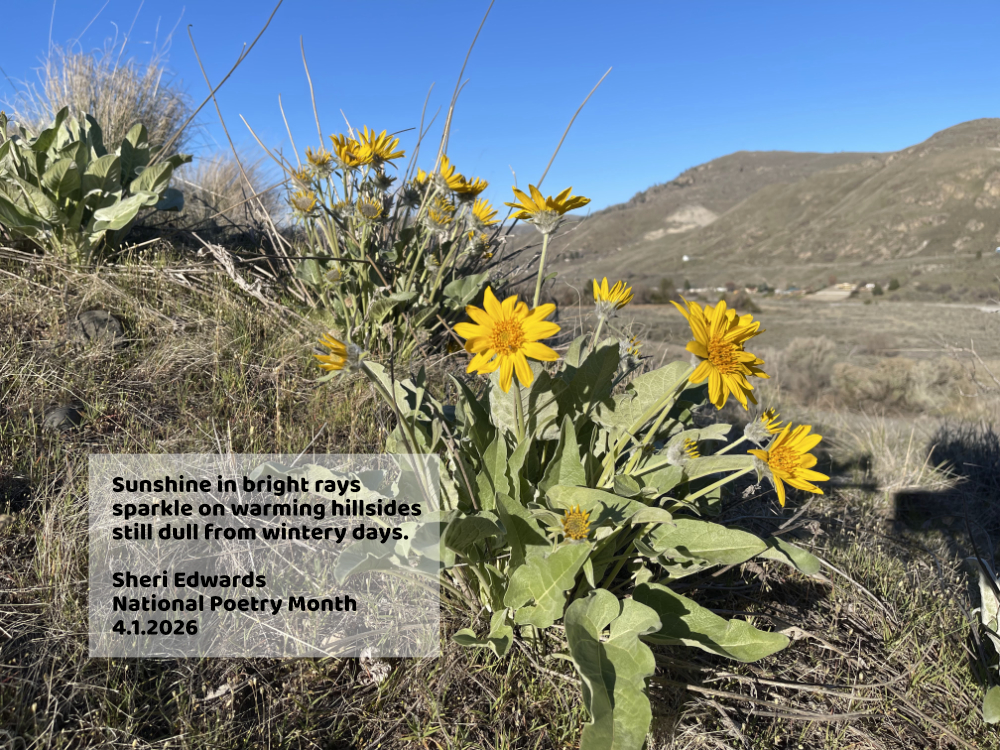arrowleaf balsamroot photography and poetry by Sheri42