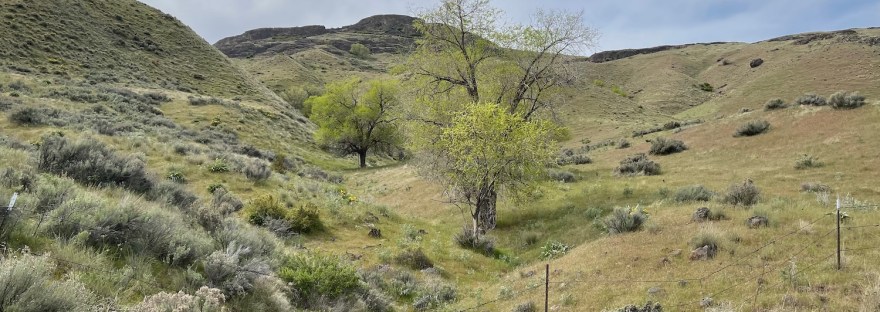 Washington Flats hillside in spring, April, 2026 by Sheri Edwards