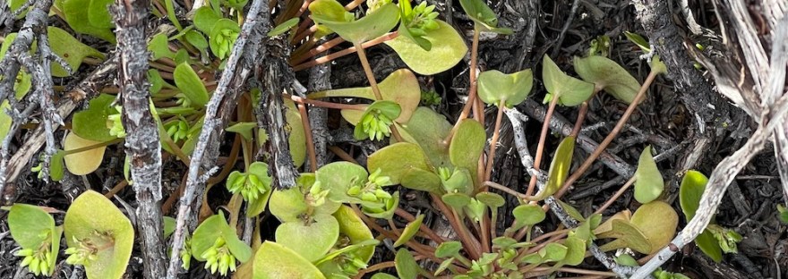 a plant that could be edible miners lettuce or poisonous spurge
