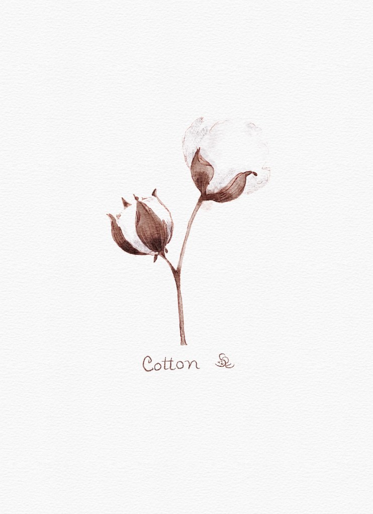 cotton flower by Sheri42