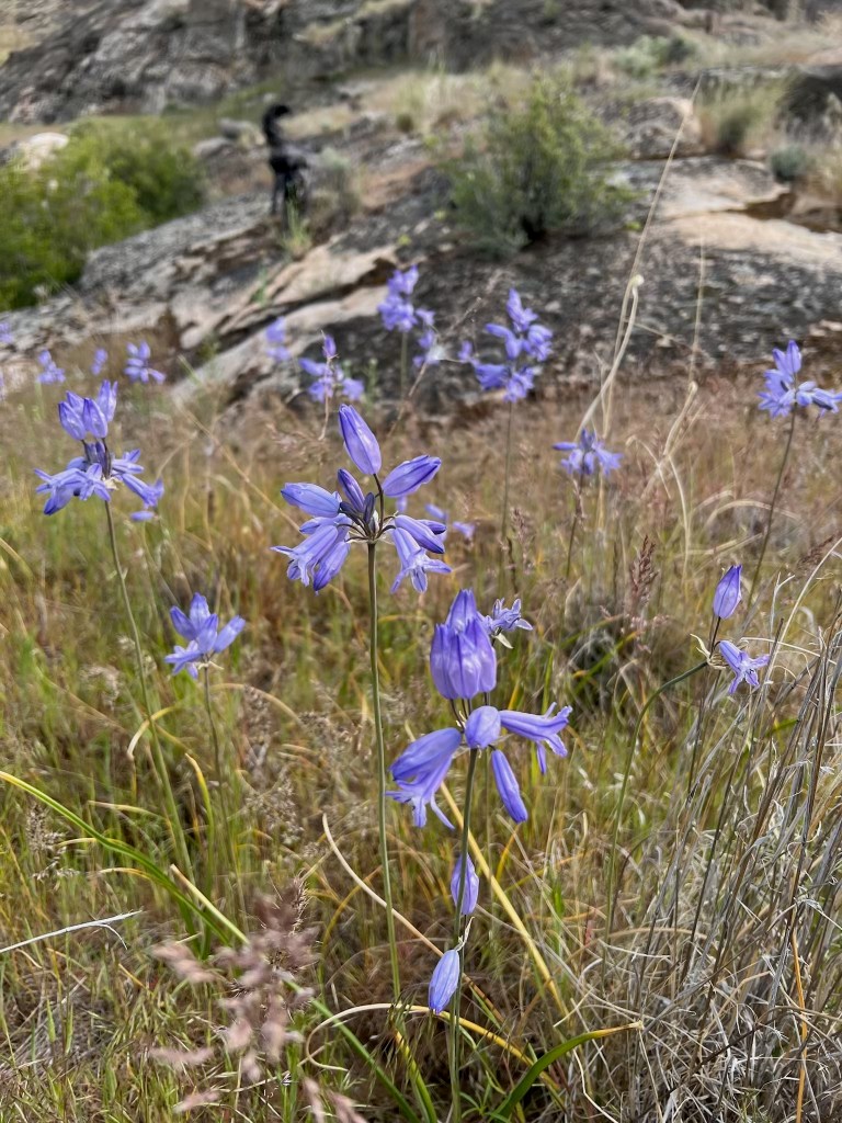 blue-lily wildflower Triteleia grandiflora