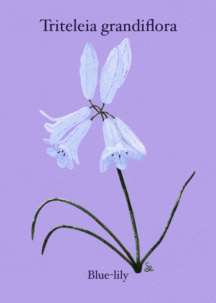 nature study: blue lily
Triteleia grandiflora by Sheri42